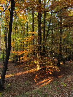 las&#x20;jesienią&#x2c;&#x20;fot&#x2e;&#x20;Irena&#x20;Kurek