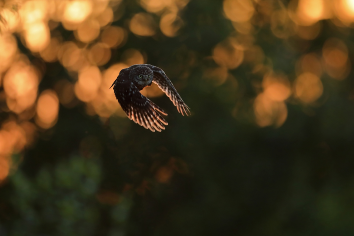 Sowa w locie (Fot. Bartosz Rakoczy)
